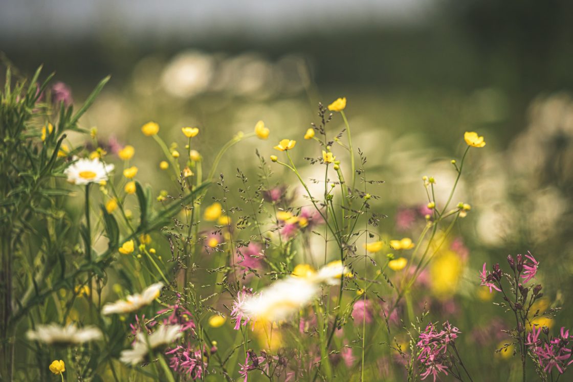 Wiese mit Blumen