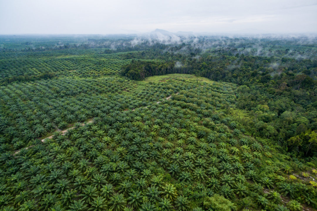 Luftaufnahme einer Ölpalmen-Plantage auf Kalimantan, Indonesien